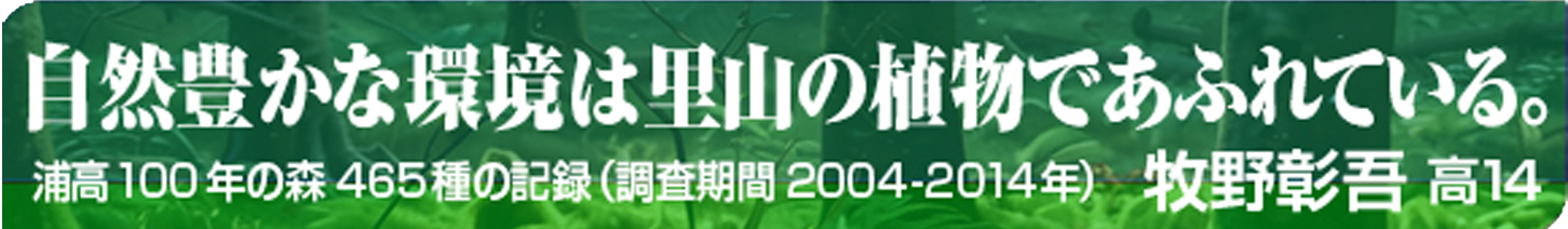 浦高100年の森、豊かな植生が維持されている